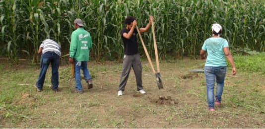 kleine Agroforstwirtschaft-2